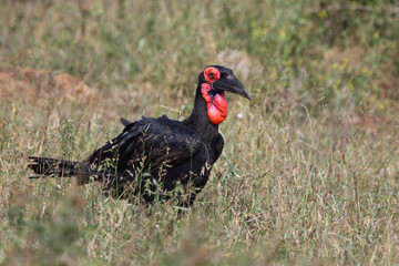 Kaffernhornrabe / Southern ground hornbill / Bucorvus leadbeateri
