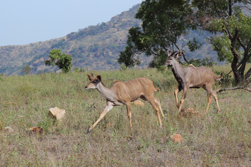 Großer Kudu / Greater kudu / Tragelaphus strepsiceros....