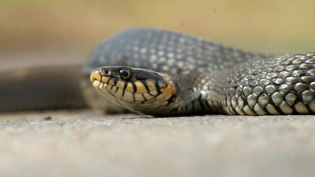 Close up shot of Snouted cobra (naja annulifera) in long grass basking in the sun.