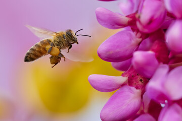 Bee smelling accacia flowers