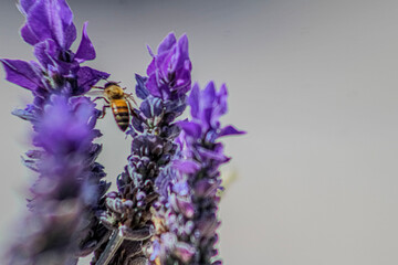 bee on lavender