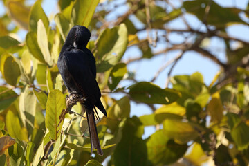 Glanzdrongoschnäpper / Southern black flycatcher / Melaenornis pammelaina