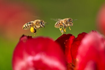 Synchronizing flight
