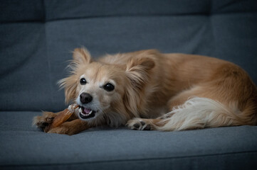 small dog enjoying bully stick