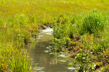 Small stream in a summer meadow
