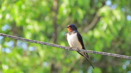red winged blackbird