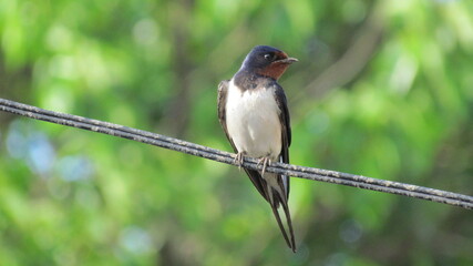 black capped kingfisher