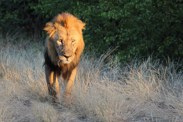 Afrikanischer Löwe / African lion / Panthera leo.