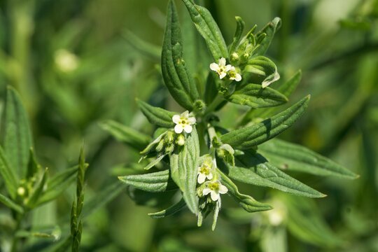 Flower of a common cromwell, Lithospermum officinale