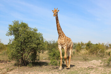 Giraffe / Giraffe / Giraffa camelopardalis