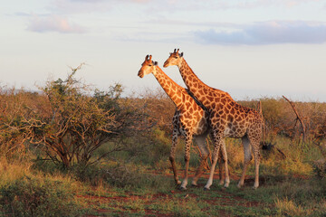 Giraffe / Giraffe / Giraffa camelopardalis © Ludwig