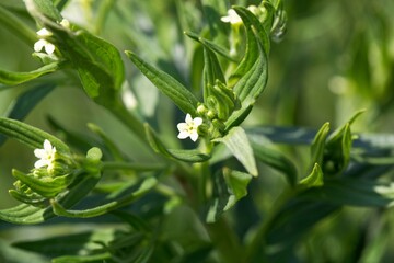 Flower of a common cromwell, Lithospermum officinale