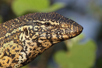 Nilwaran / Nile monitor / Varanus niloticus