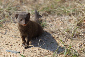 Südliche Zwergmanguste / Dwarf mongoose / Helogale parvula