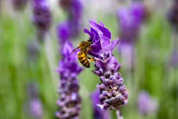 close up of lavender