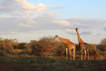 Giraffe / Giraffe / Giraffa camelopardalis