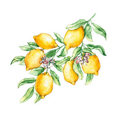 Watercolor lemon branches with flowers. Hand drawn illustration is isolated on white. Floral composition is perfect for natural design, label, logo, linens, wedding invitation, greeting card