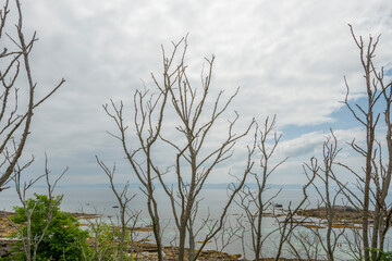 Bare tree branches on a typical Galician cloudy day with the Pontevedra estuary