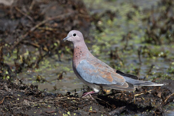 Palmtaube oder Senegaltaube / Laughing dove or Little brown dove / Stigmatopelia senegalensis uel Spilopelia senegalensis