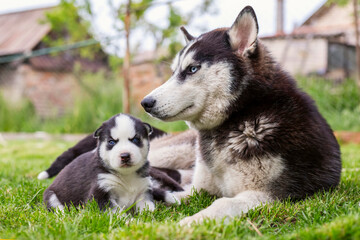 Cute little husky puppies playing with her dog mom outdoors on a meadow in the garden or park