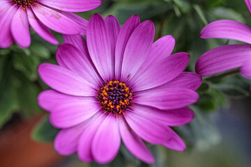 Fototapeta premium close up of pink flower