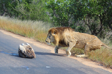 Afrikanischer Löwe und Weißrückengeier / African lion und White-backed vulture/ Panthera leo et...
