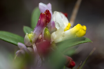 un bel gruppo di fiori colorati nel sottobosco in una giornata primaverile, le gocce d'acqua su...