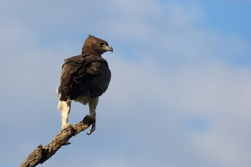Kampfadler / Martial eagle / Polemaetus bellicosus