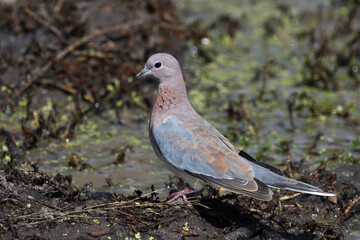 Palmtaube oder Senegaltaube / Laughing dove or Little brown dove / Stigmatopelia senegalensis uel Spilopelia senegalensis