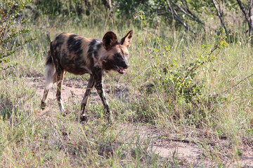 Afrikanischer Wildhund / African wild dog / Lycaon pictus.