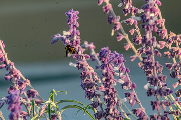 flowers in the garden