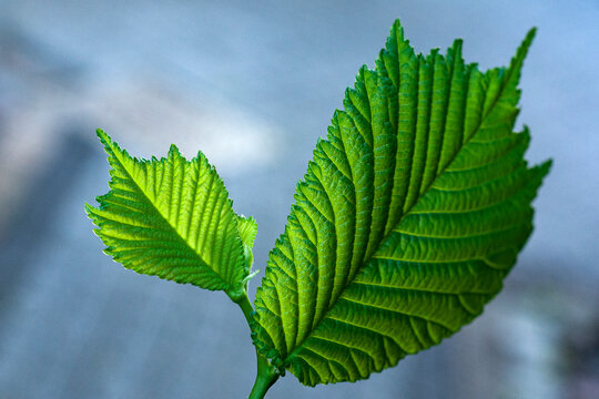 Green leaves of wych elm
