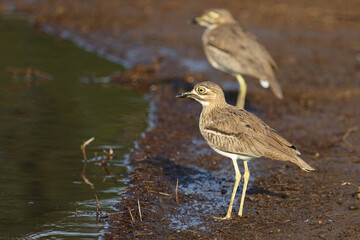 Wassertriel / Water thick-knee / Burhinus vermiculatus.