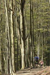 Spring trip to Bieszczady mountain with a kid. Parent with child in the forest.  