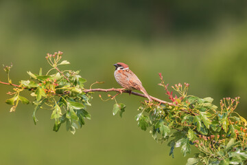 Little bird sparrow sitting on a branch of a green bush.