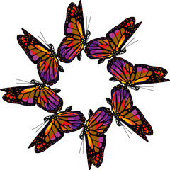 Obraz na płótnie Canvas Beautiful monarch butterfly isolated on white background