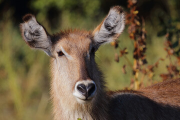 Wasserbock / Waterbuck / Kobus ellipsiprymnus
