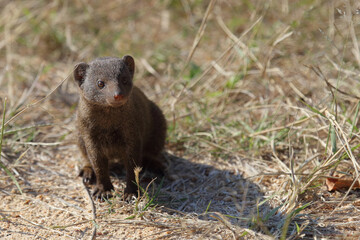 Südliche Zwergmanguste / Dwarf mongoose / Helogale parvula