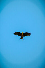 eagle in the sky