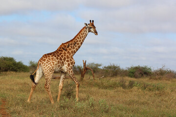 Giraffe / Giraffe / Giraffa camelopardalis
