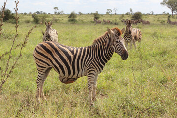 Steppenzebra / Burchell's zebra / Equus burchellii..