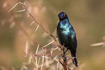 Rotschulter-Glanzstar/ Cape glossy starling or Red-shouldered starling / Lamprotornis nitens