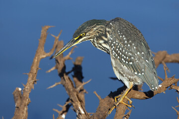 Mangrovenreiher / Green-backed heron / Butorides striatus