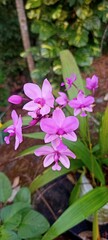 beautyful Orchid flower with natural background. Selective focus 