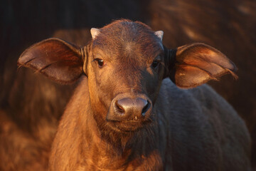 Kaffernbüffel und Gelbschnabel-Madenhacker / African buffalo and Yellow-billed oxpecker / Syncerus...