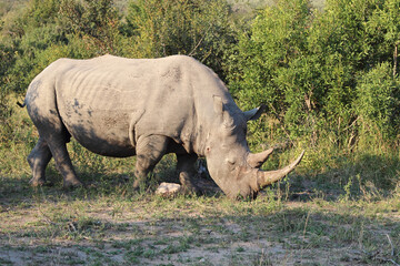 Breitmaulnashorn / Square-lipped rhinoceros / Ceratotherium Simum