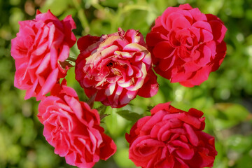 red and white dahlia