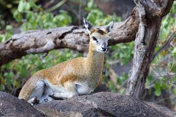 Klippspringer / Klipspringer / Oreotragus oreotragus