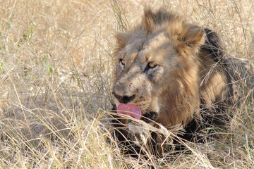 Afrikanischer Löwe / African lion / Panthera leo.