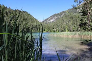 Behind reed in a tarn